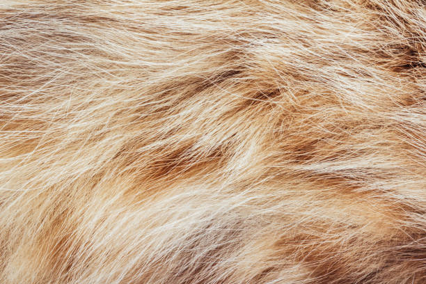 istock Brown and red colored animal fur texture backdrop photo. 1386098672