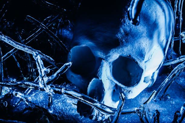 Horror photo of human skull laying on frozen grass. stock photo