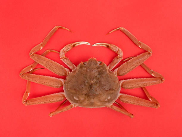 istock Japanese live snow crab 1386100445
