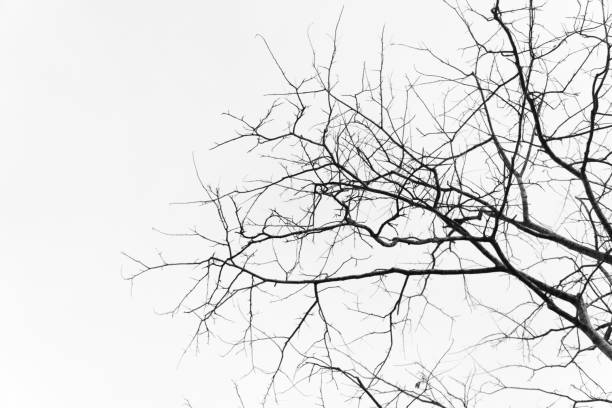 istock Dry tree branches on a background of grey sky. 1386101568