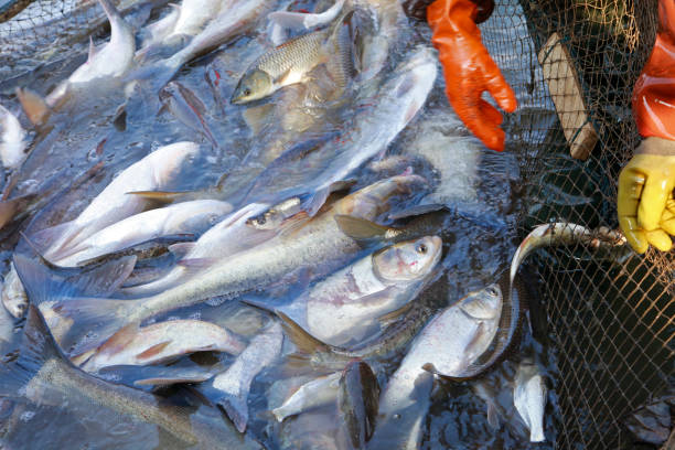 istock The fish in the water fishing nets 1386102786