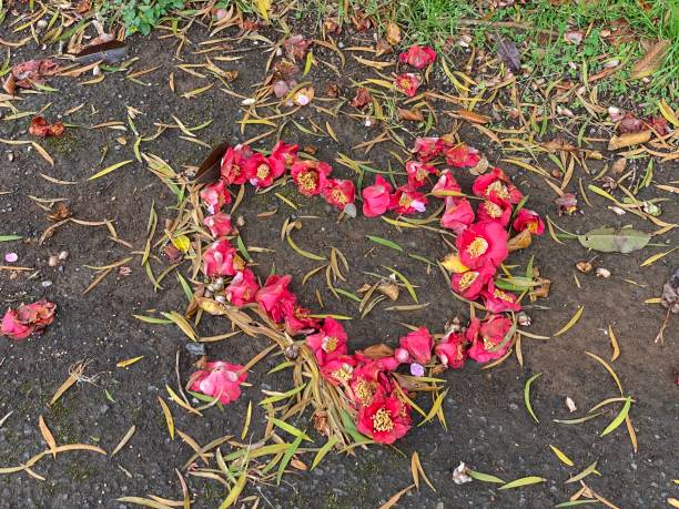 istock Camellia Flower with heart shape 1386104959