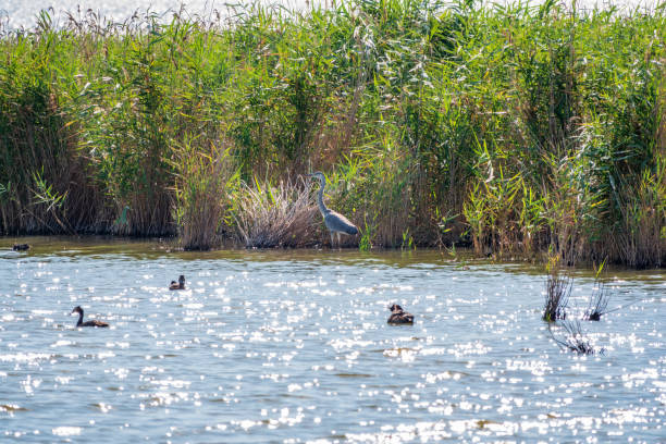 istock The grey heron stands in the lake 1386105297