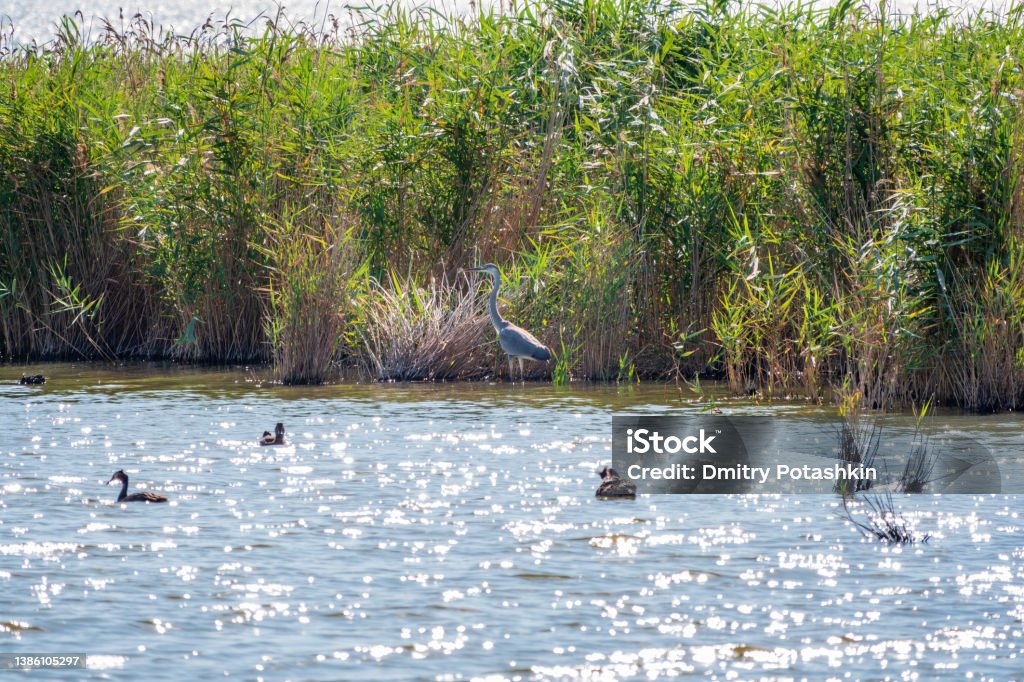 The grey heron stands in the lake The grey heron stands in the lake. Grey heron Ardea cinerea looking at fish in shallow water Lagoon Stock Photo