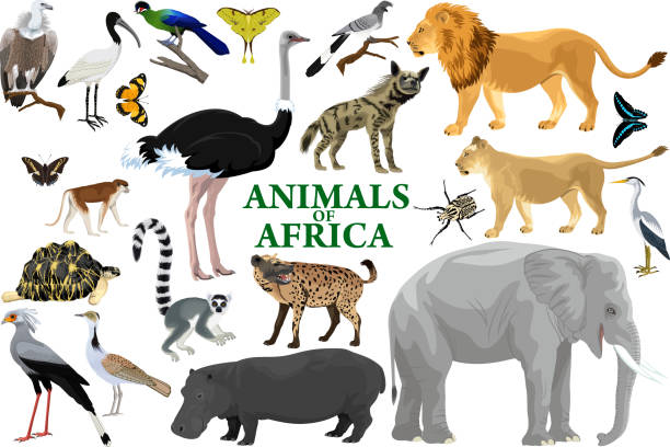 wilde afrikanische tiere mit löwen, elefanten, straußen, flusspferden, hyänen, lemuren, geiern und affen - afrikanischer elefant stock-grafiken, -clipart, -cartoons und -symbole