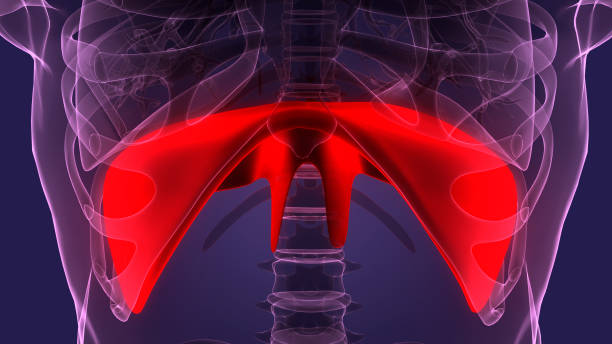 istock Human Respiratory System Diaphragm Anatomy 1386107673