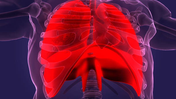 istock Human Respiratory System Lungs with Diaphragm Anatomy 1386107677