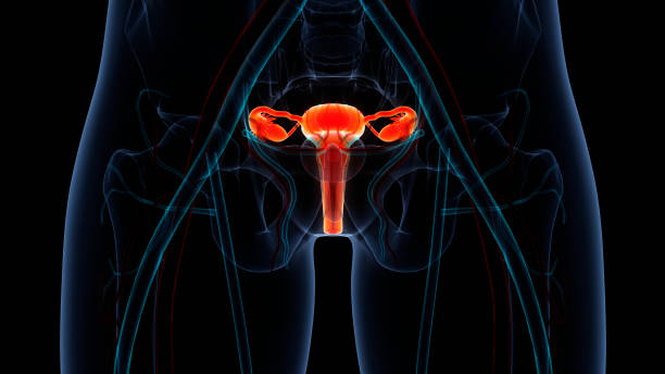 신경계와 요로방 해부학을 가진 여성 생식 시스템 - vagina uterus human fertility x ray image 뉴스 사진 이미지