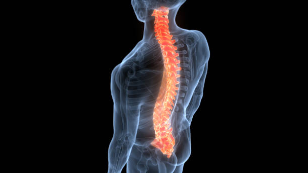 istock Spinal Cord Vertebral Column of Human Skeleton System Anatomy 1386107680
