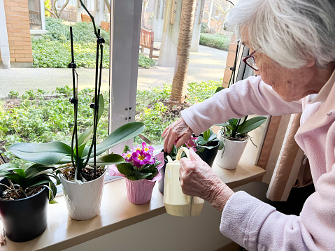 Chinese woman watering primula plant in a pot at home.   Vancouver, British Columbia, Canada.