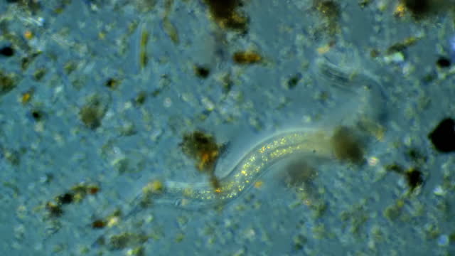 Nematode - microorganism