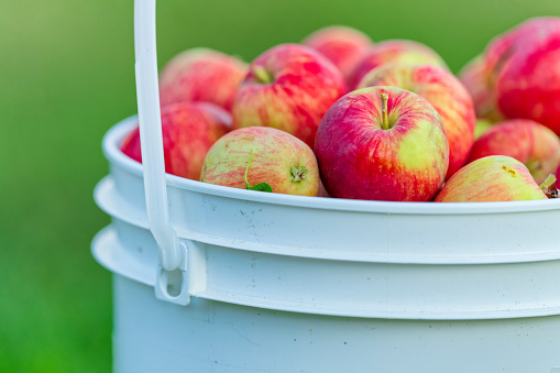 Bucket of freshly picked apples in rural Alberta Canada