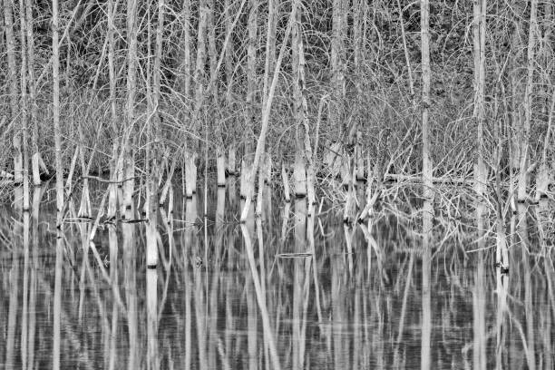 Dead tree snags in a marsh found in Jasper National Park, Canada