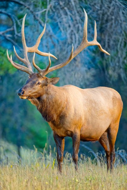 istock Jasper National Park in Alberta Canada 1386110342