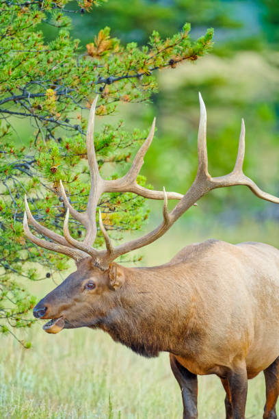 istock Jasper National Park in Alberta Canada 1386110356
