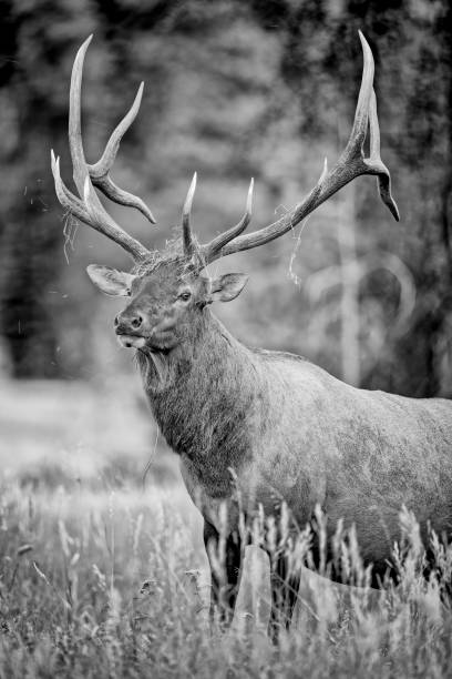 istock Jasper National Park in Alberta Canada 1386110878