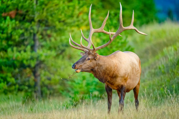istock Jasper National Park in Alberta Canada 1386110879