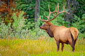 istock Jasper National Park in Alberta Canada 1386110896
