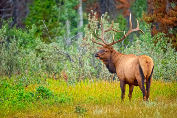 istock Jasper National Park in Alberta Canada 1386110914