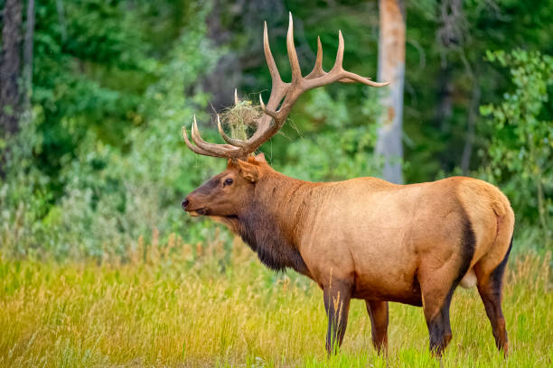 istock Jasper National Park in Alberta Canada 1386110925