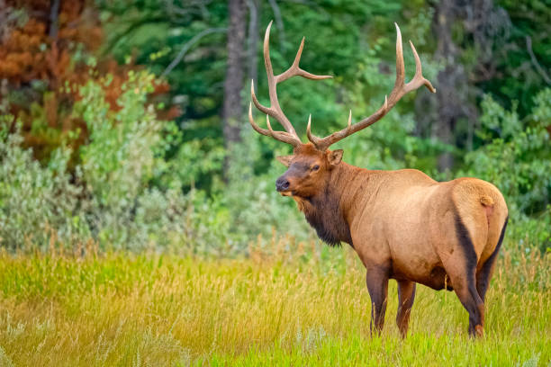 istock Jasper National Park in Alberta Canada 1386110926