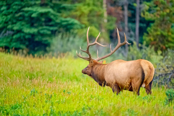 istock Jasper National Park in Alberta Canada 1386110977