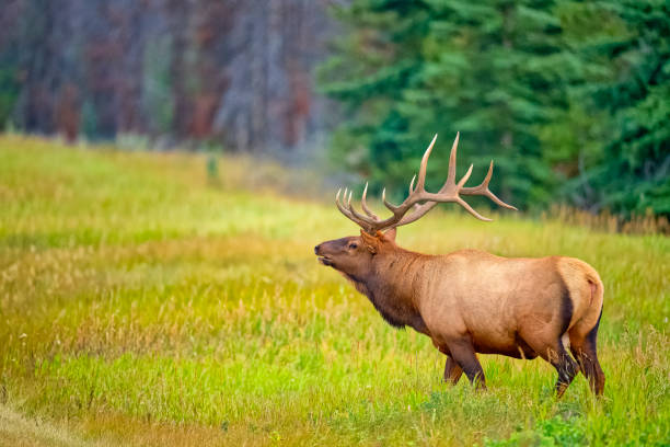 istock Jasper National Park in Alberta Canada 1386110981