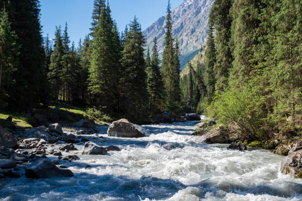 Beautiful mountain river with strong current, foam and water splashes. Beautiful mountain river with spruces forest growing around. Barskoon river valley. Travel, tourism in Kyrgyzstan concept.