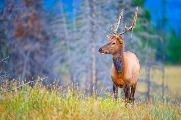 istock Jasper National Park in Alberta Canada 1386111025