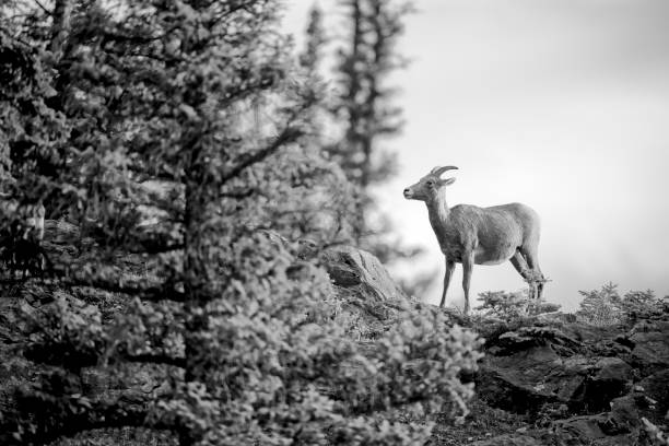 istock Jasper National Park in Alberta Canada 1386111098
