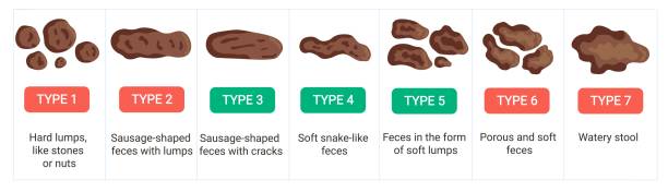 ilustrações de stock, clip art, desenhos animados e ícones de bristol stool chart with description - stool