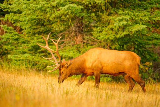 Bull elk with antler rack in Jasper National Park