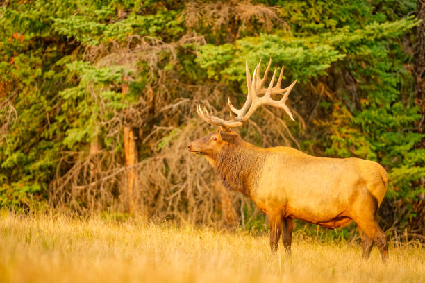 istock Jasper National Park in Alberta Canada 1386111300