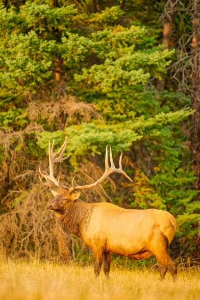 istock Jasper National Park in Alberta Canada 1386111302