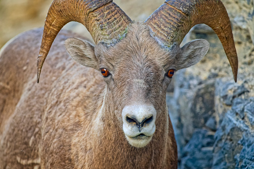 Big Horn Sheep ewe in Colorado's Mount Evans Wilderness