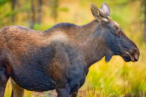 Female moose in Kananaskis Provincial Park