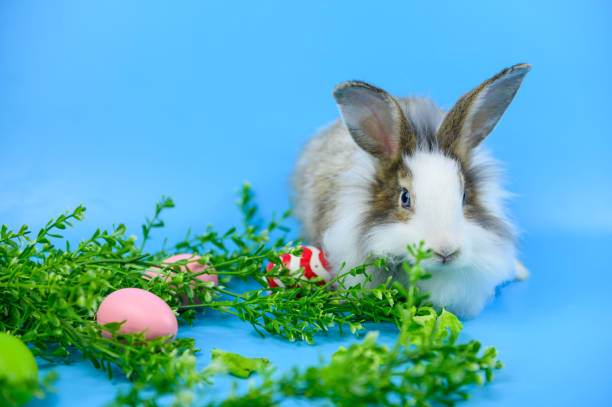 coniglio sullo sfondo dello schermo blu. spirito animale e animale domestico intelligente per pasqua - discerning foto e immagini stock