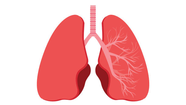 ilustraciones, imágenes clip art, dibujos animados e iconos de stock de anatomía pulmonar con inscripción. los órganos internos del cuerpo humano están aislados sobre fondo blanco. - human lung