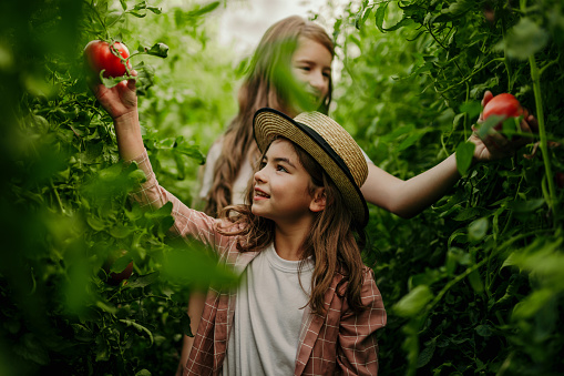 Little girl looking at fresh vegetables and helping her sister on a farm. Two girls with freshly harvested vegetables in their garden.