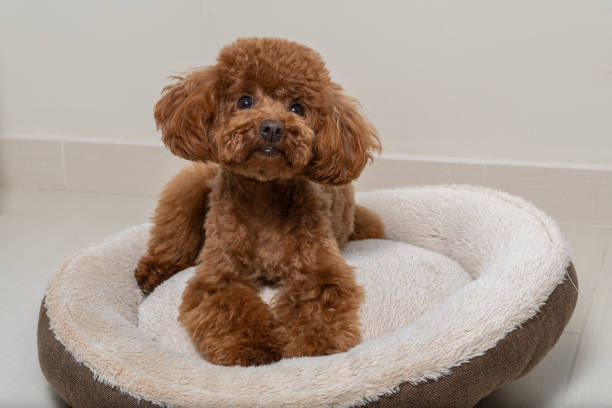 caniche de juguete marrón en su pequeña cama en la sala de estar - caniche fotografías e imágenes de stock