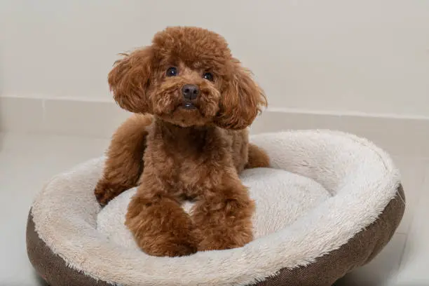 Photo of Brown toy poodle on his little bed in the living room