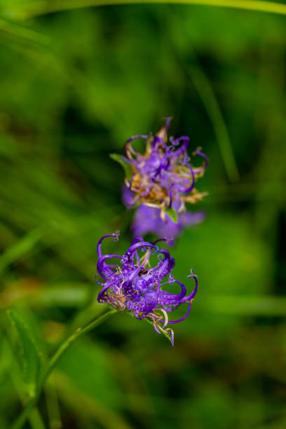 istock Phyteuma orbiculare flower in mountains, close up shoot 1386118265