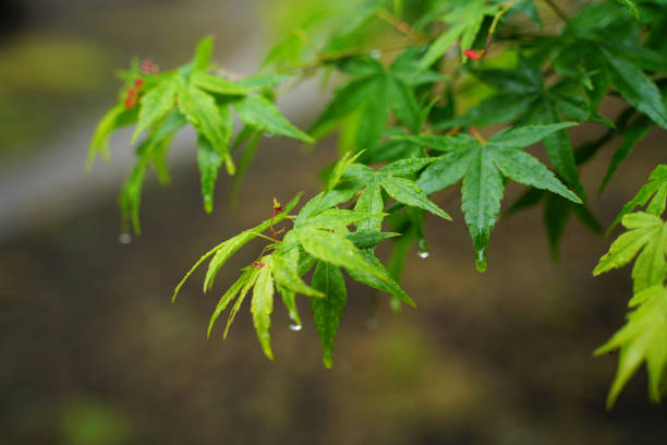 Close-up of wet green leaf on rainy day.