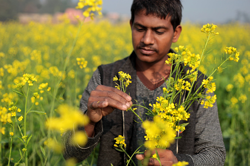 Young farmer of Indian ethnicity standing portrait near mustard crop field during springtime.