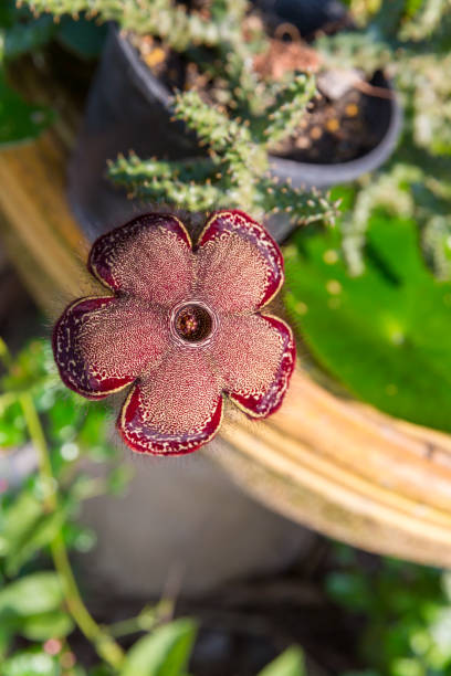 Beauty fresh  flower cactus. Flower Huernia pendula or Caralluma hesperidium cactus and succulent plant . Huernia plant from garden. Huernia pendula stapelia Flower Beauty fresh  flower cactus. Flower Huernia pendula or Caralluma hesperidium cactus and succulent plant . Huernia plant from garden. Huernia pendula stapelia Flower brown soft scale insect stock pictures, royalty-free photos & images