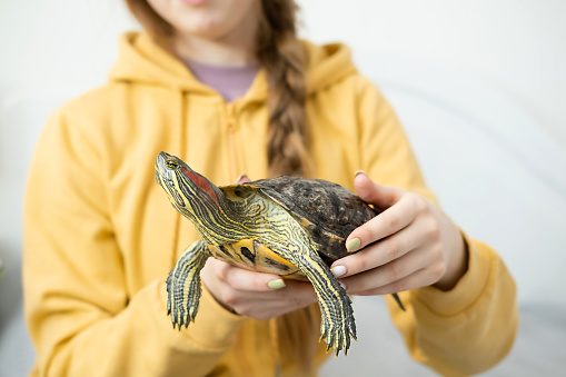 Domestic red-eared turtle Trachemys scripta in female hands close-up. Pet care
