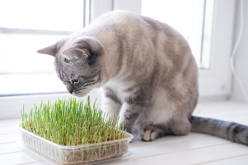 Beautiful cute grey fluffy cat eating fresh green grass on windowsill. Pet grass. Sprouted oats. Health of Pets. Care pets concept. Cats day