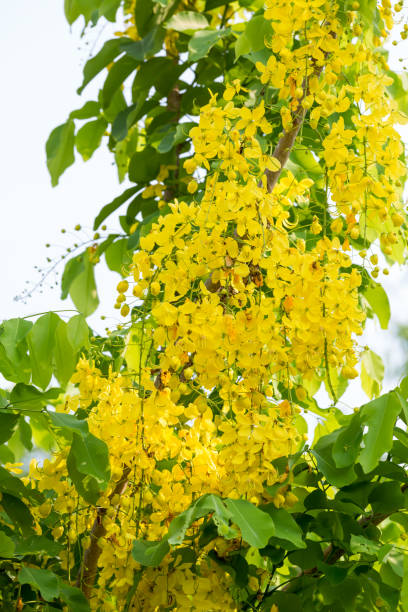 flor nacional ratchaphruek de tailandia. ratchaphruek cassia fistula flores. árbol de la ducha dorada. ratchaphruek o multiplicar flores, - 16611 fotografías e imágenes de stock