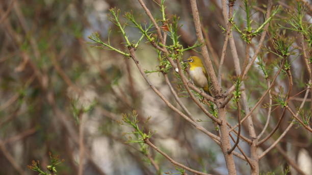 Indian white eye perched on a tree branch stock photo
