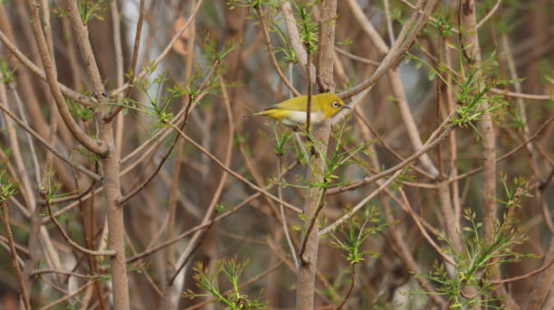Indian white eye perched on a tree branch stock photo